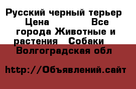 Русский черный терьер › Цена ­ 35 000 - Все города Животные и растения » Собаки   . Волгоградская обл.